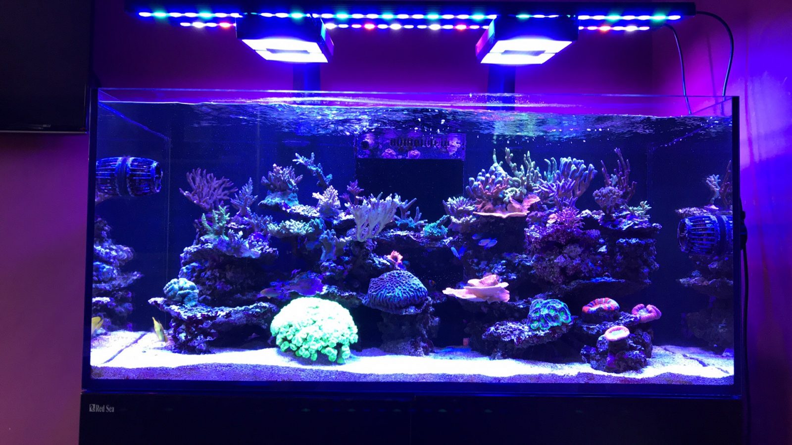 meilleure bande de LED d'aquarium de récif