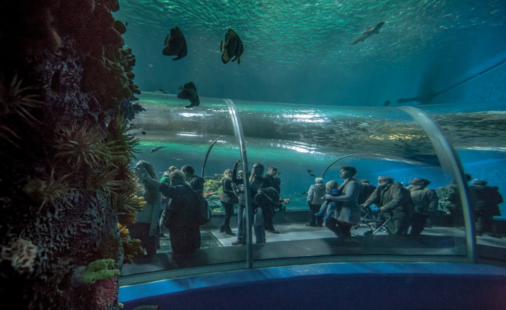 LED aquarium corail public