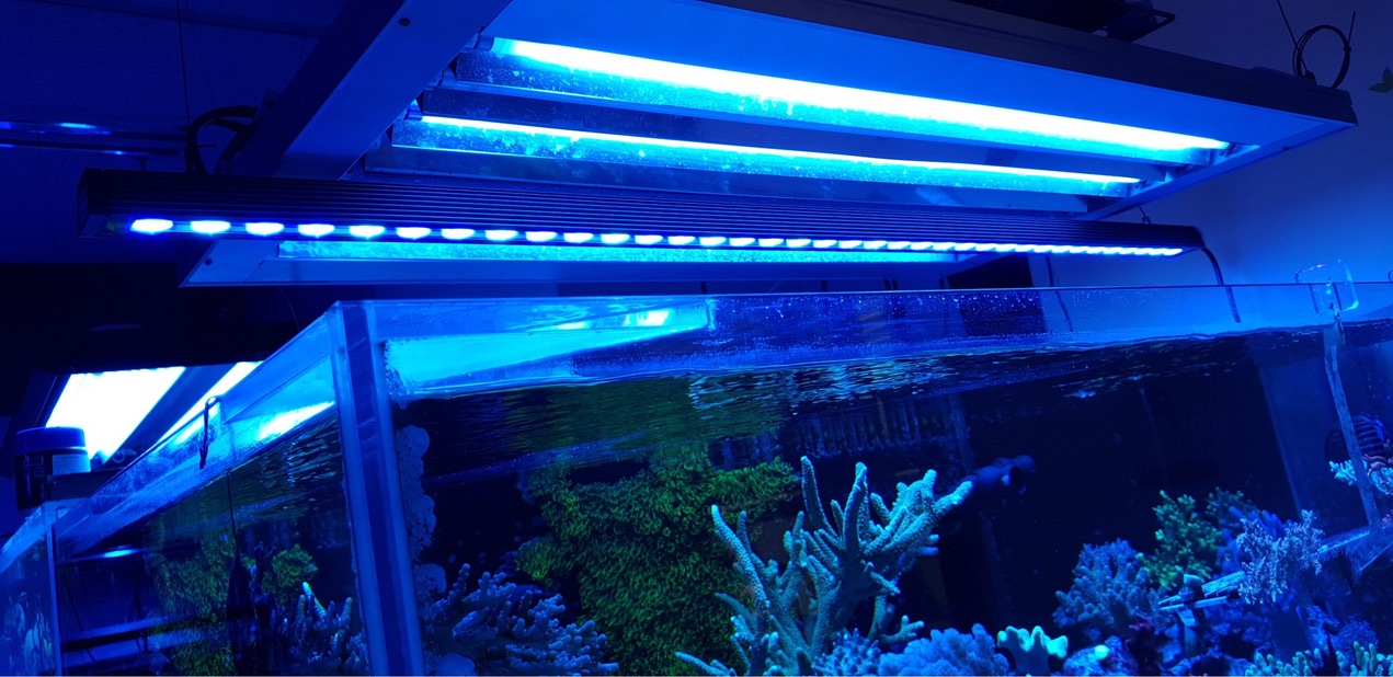 Toller Coral Pop von oder LED-Bar