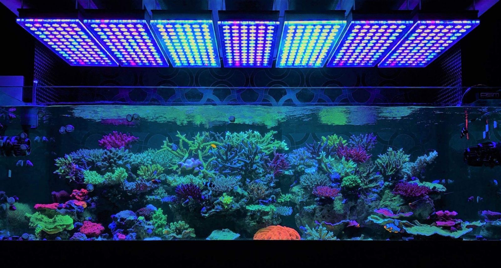 最好的礁石坦克LED照明