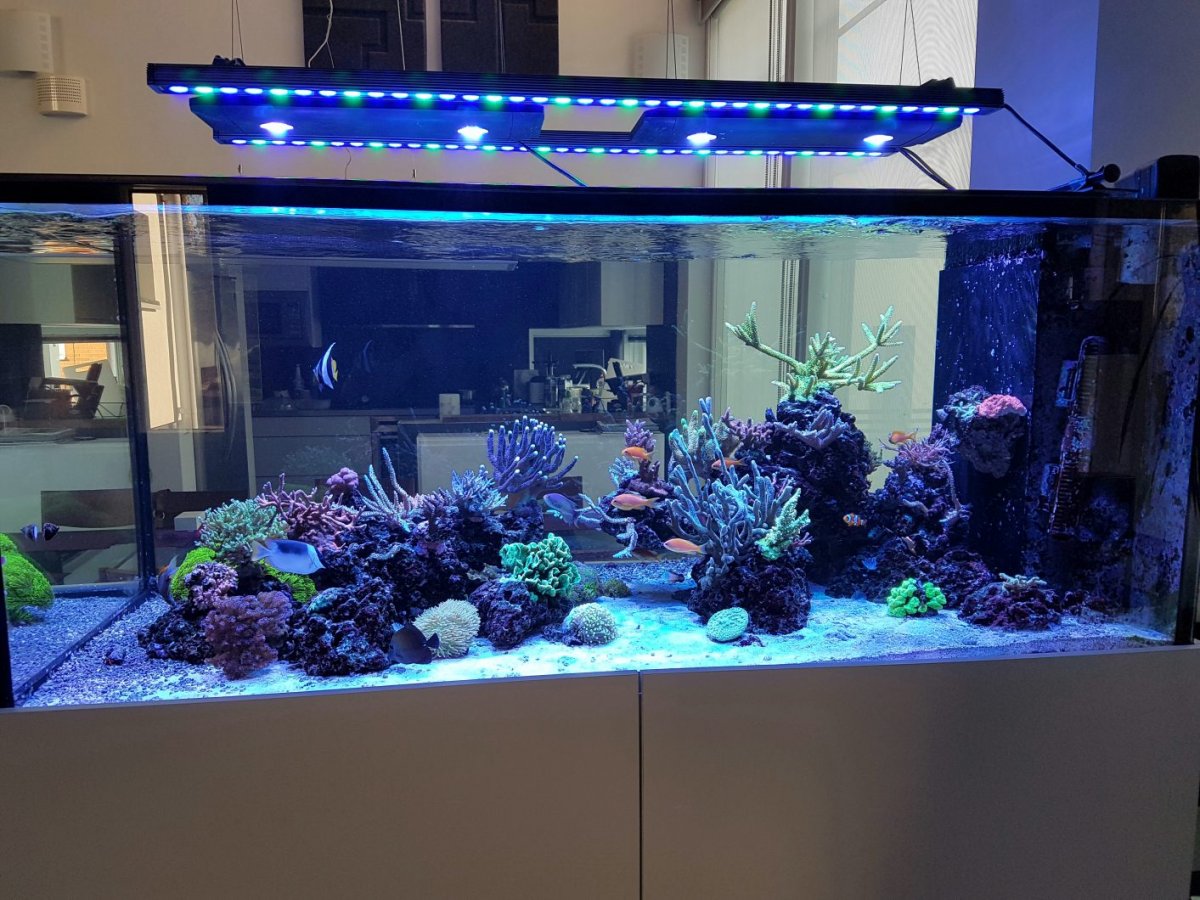 orphek LED lighting for reef aquarium