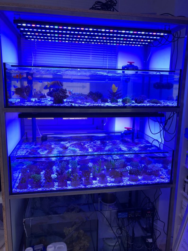 Beste LED-Bar für Salzwasseraquarien 2020