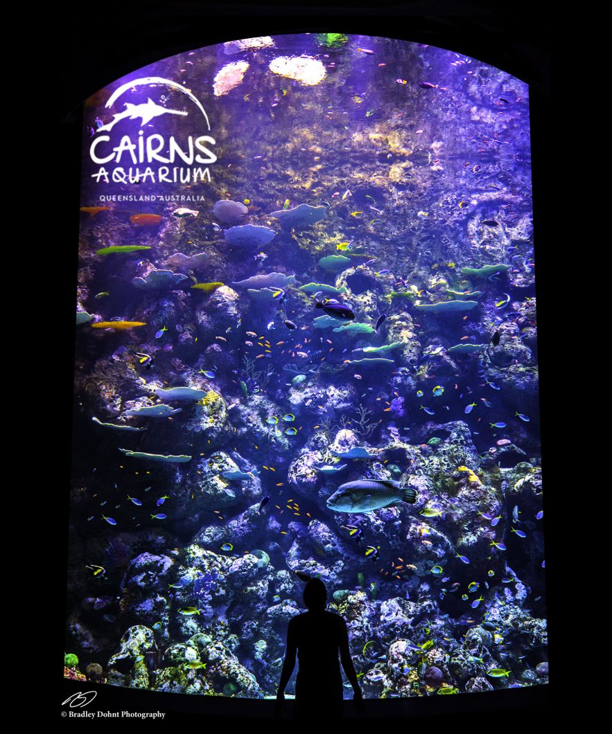 orphek reef aquarium dipimpin lampu amazonas 500