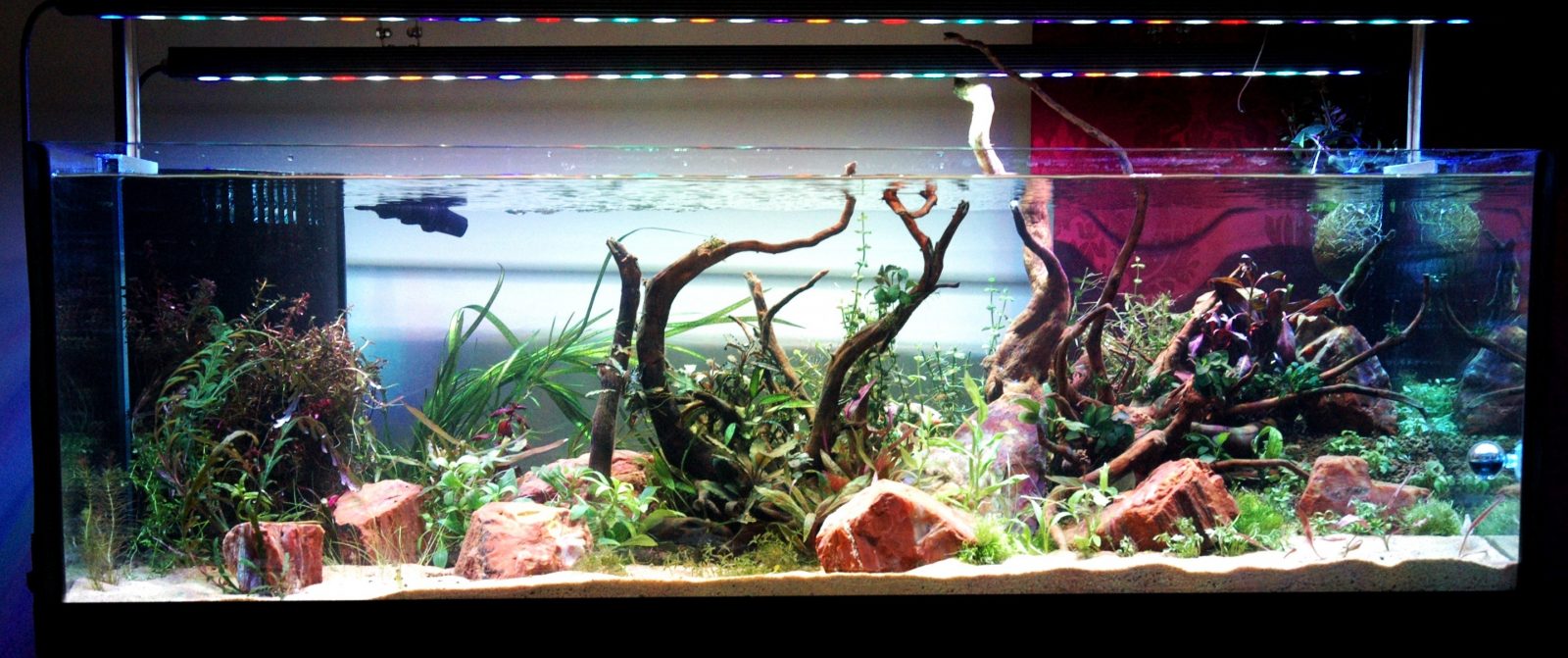 meilleur éclairage LED d'aquarium d'eau douce 2020
