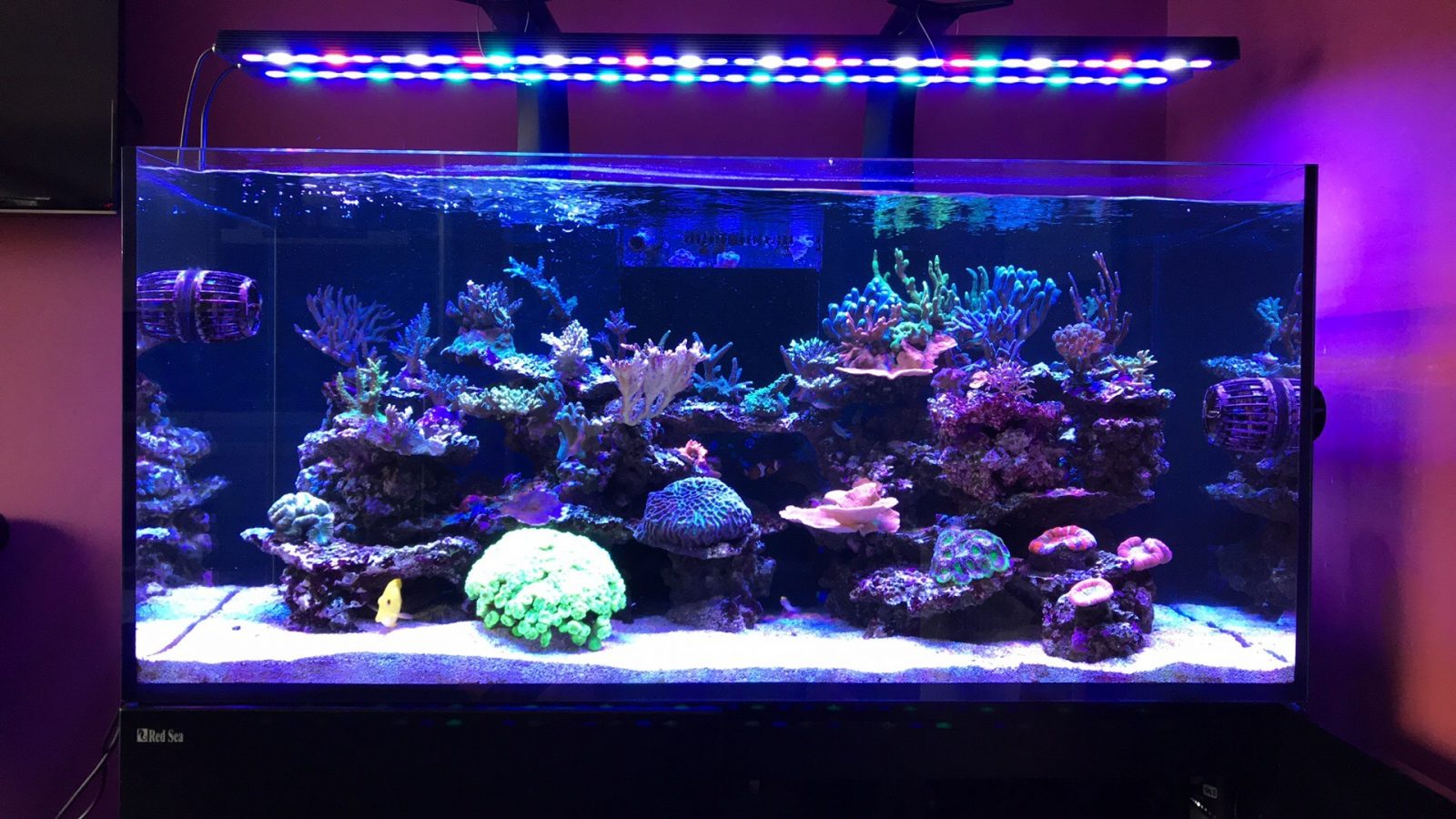 meilleur bar LED d'aquarium de coraux