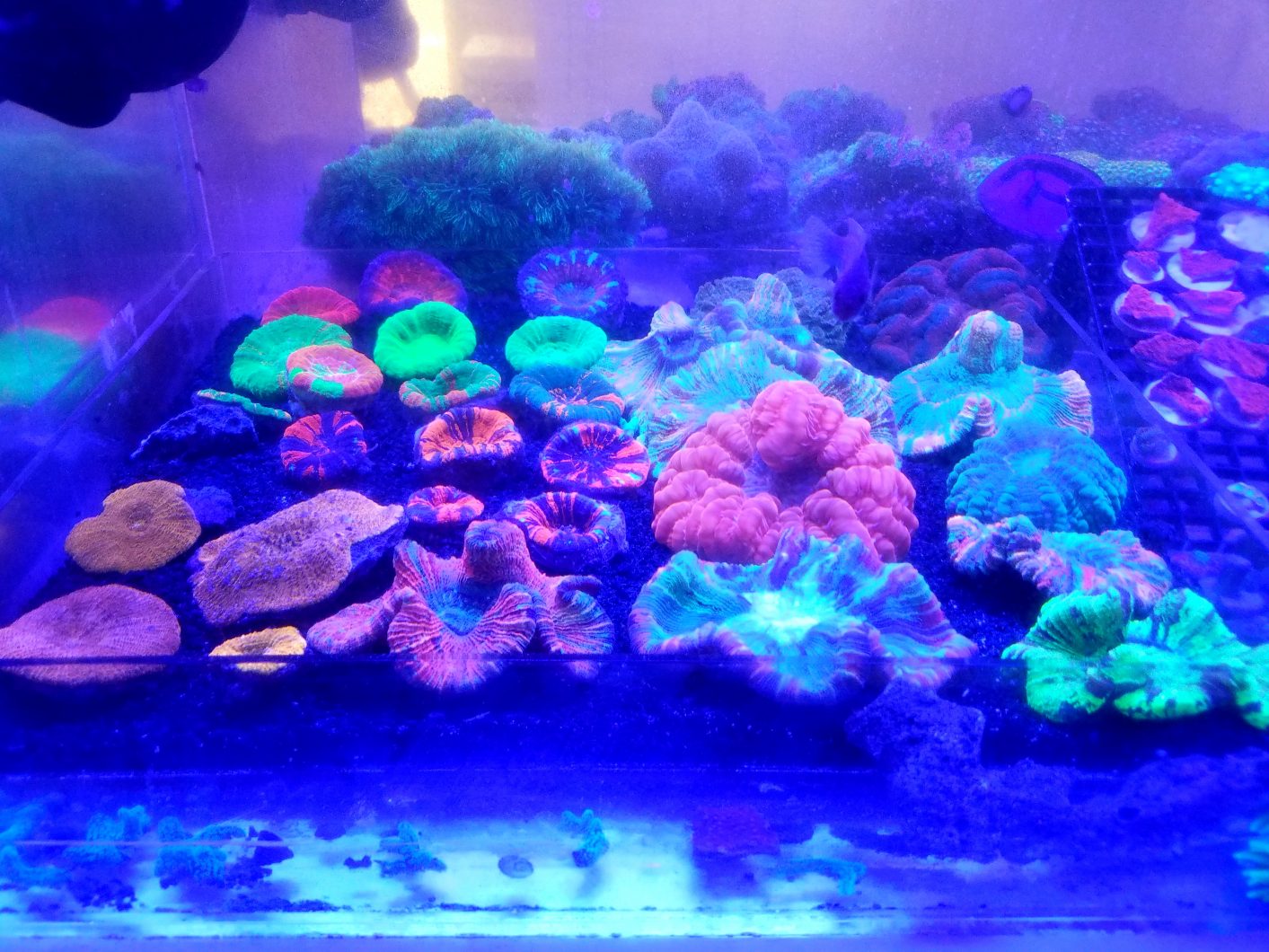 beautiful corals kingdom lighting