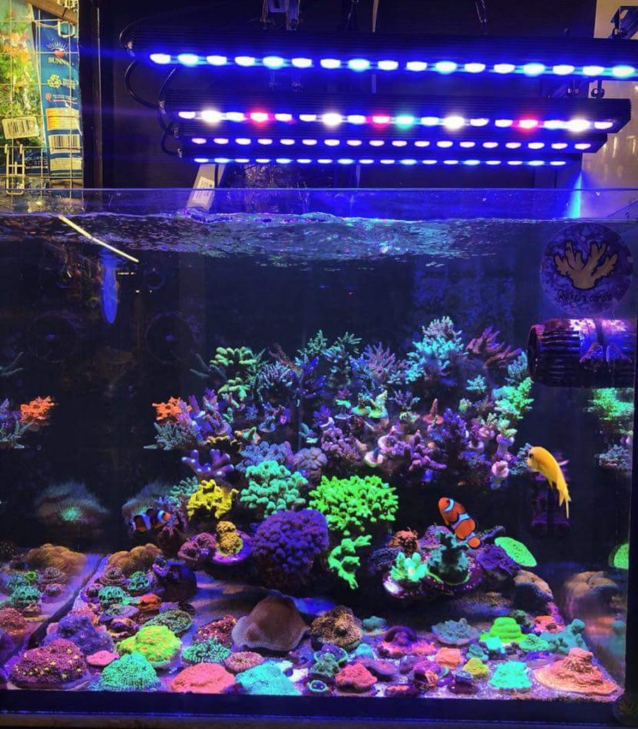 orphek OR2 reef tank led stip