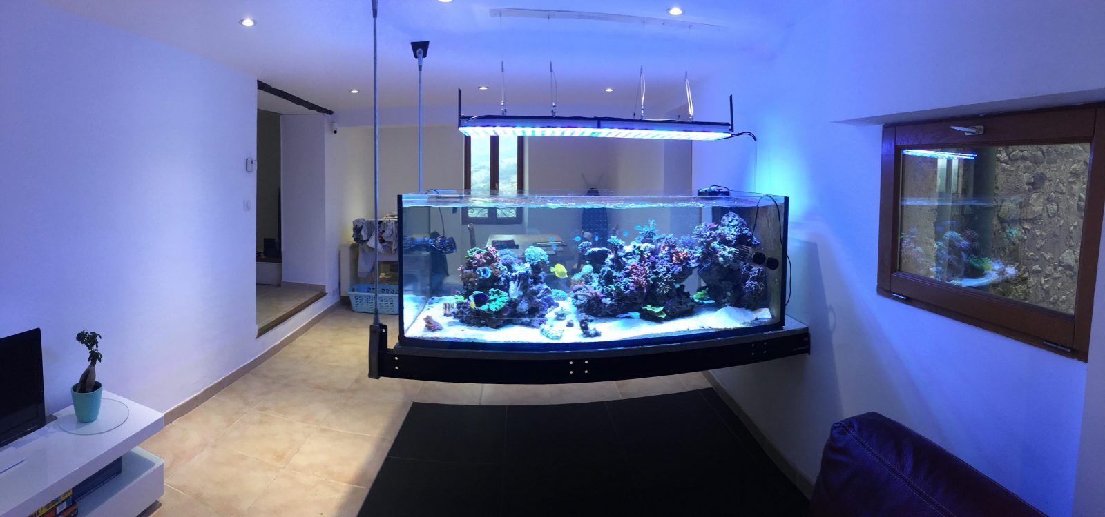 best reef tank lighting 2020