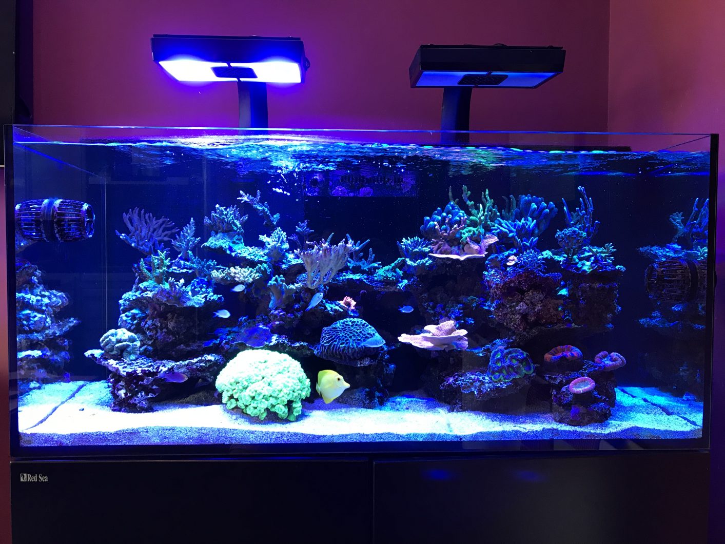 reef tank best lighting 2020