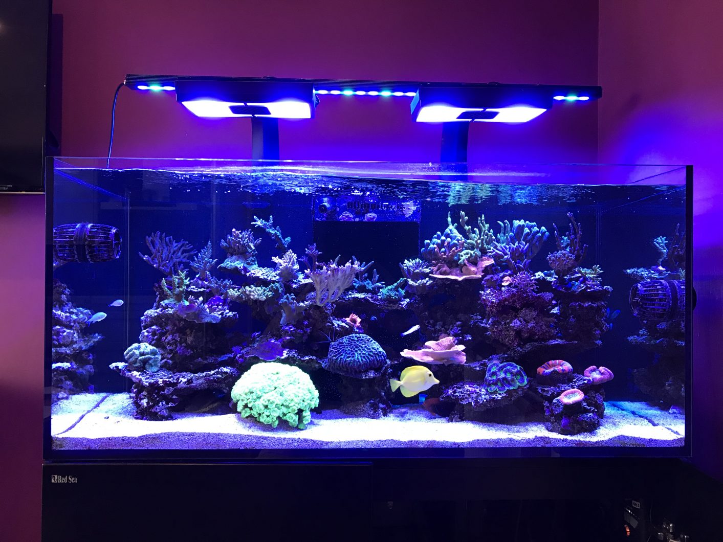 saltvand akvarium bedst led bar