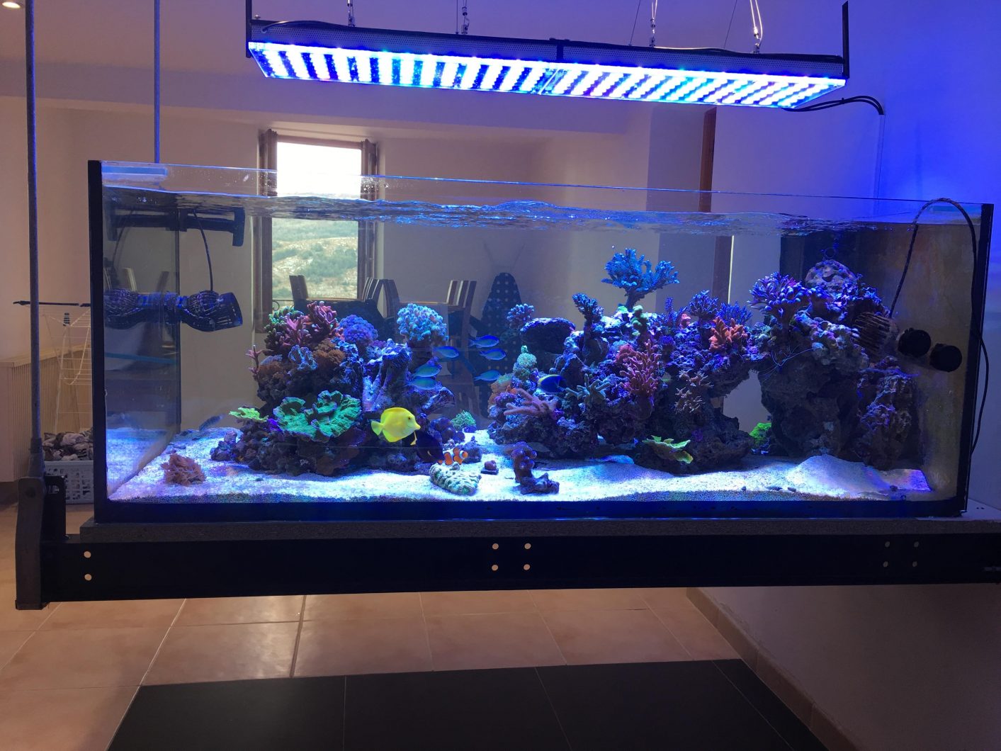 bedste akvarium let atlantik v4