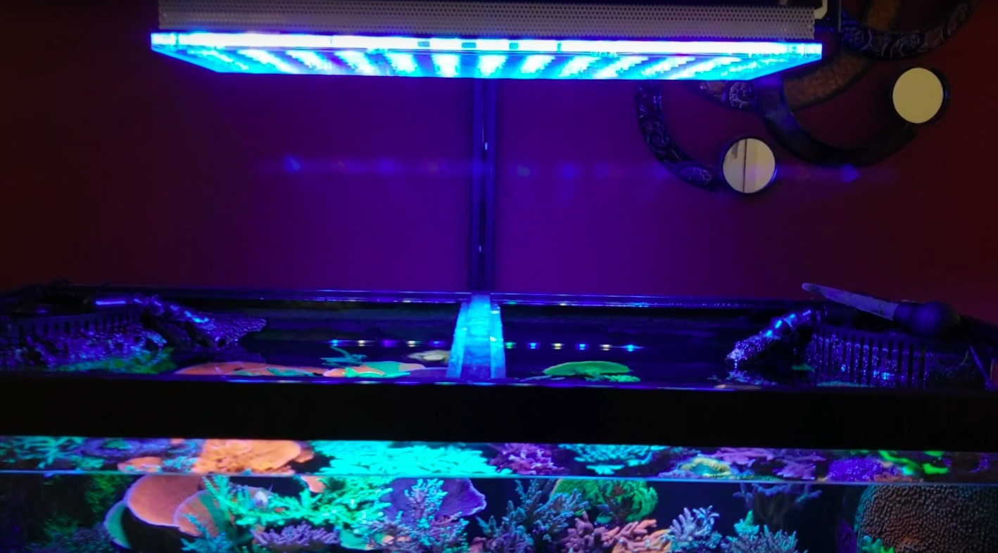 la mejor luz LED coral pop atlantik v4