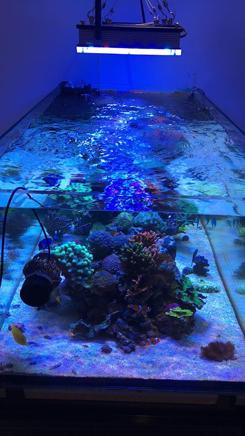 koraal pop beste LED-beligting