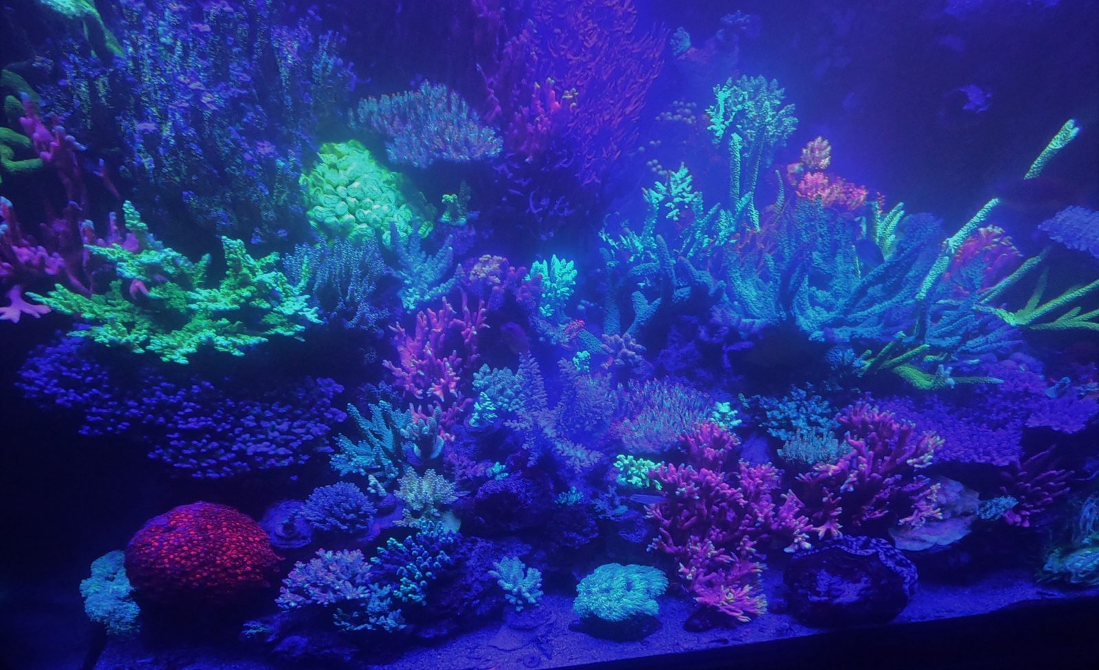 incroyable éclairage d'aquarium de récif