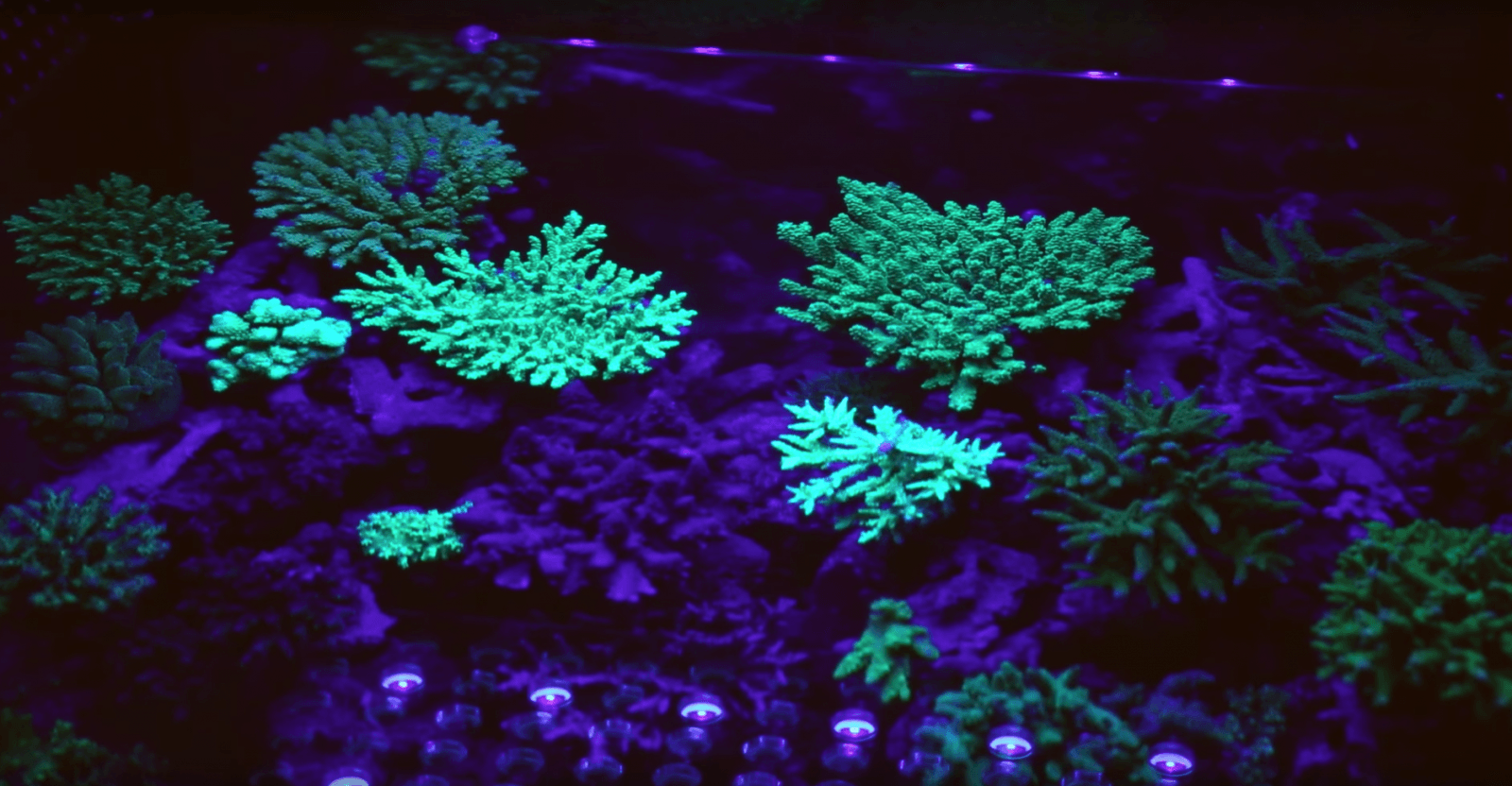 Riffkorallen beste Beleuchtung