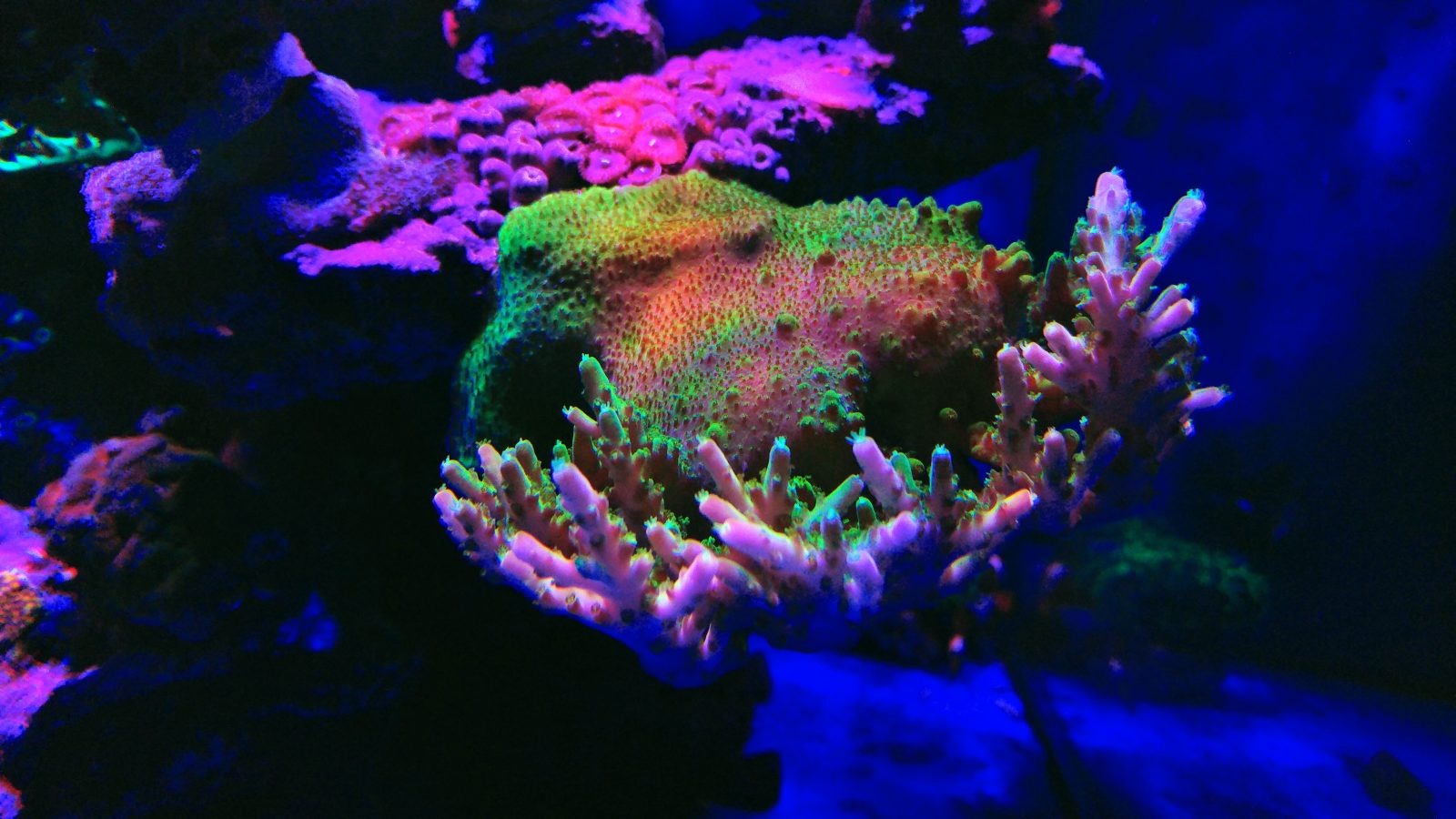 大西洋v4最佳珊瑚流行燈
