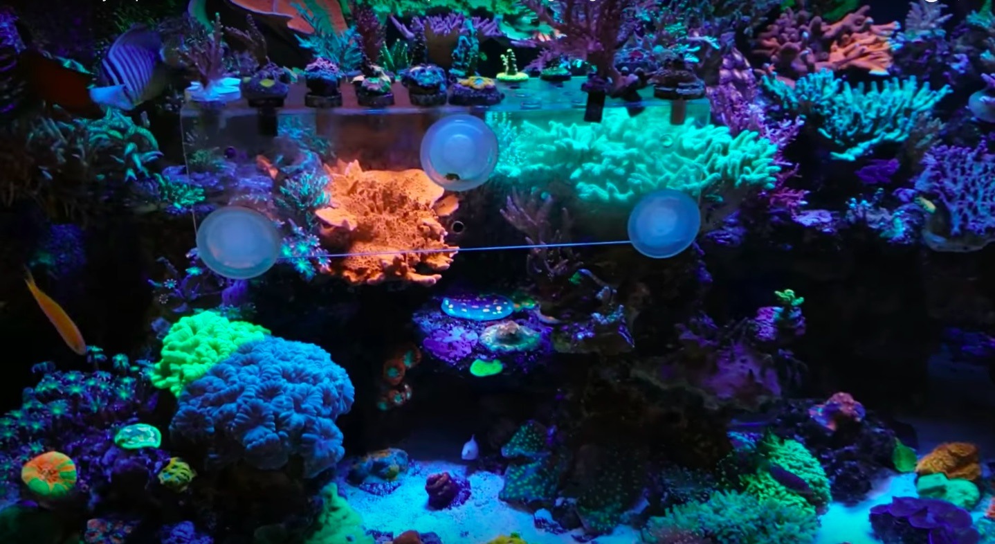 incroyable royaume de corail