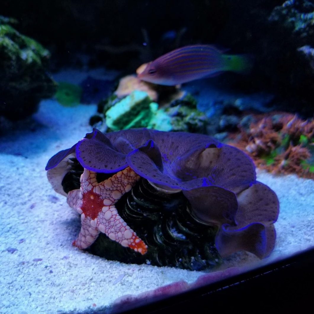 best saltwater tank lighting