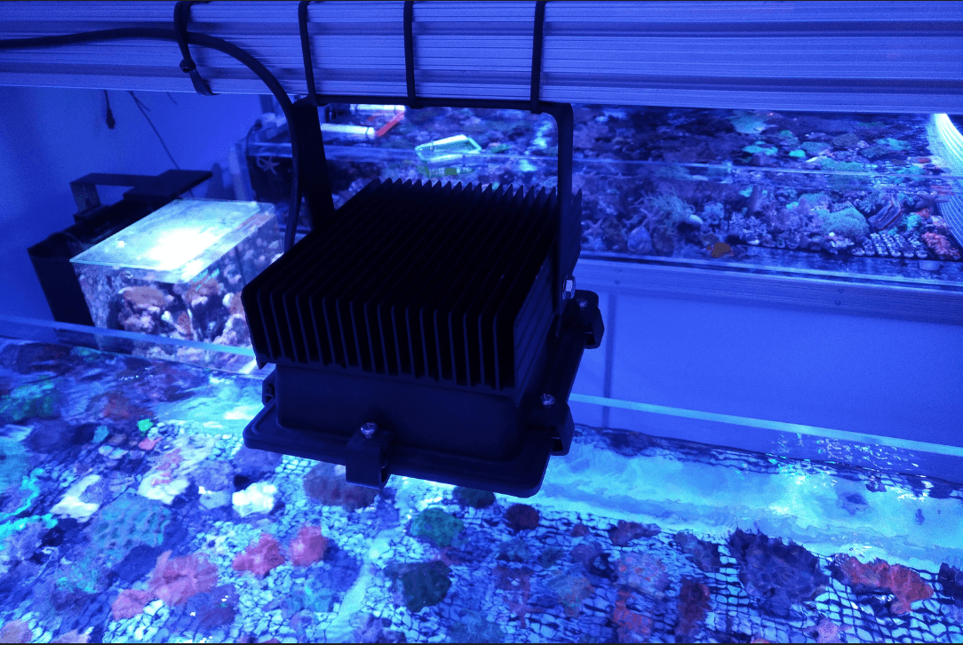 orphek amazonas 80 lighting for coral reef aquarium