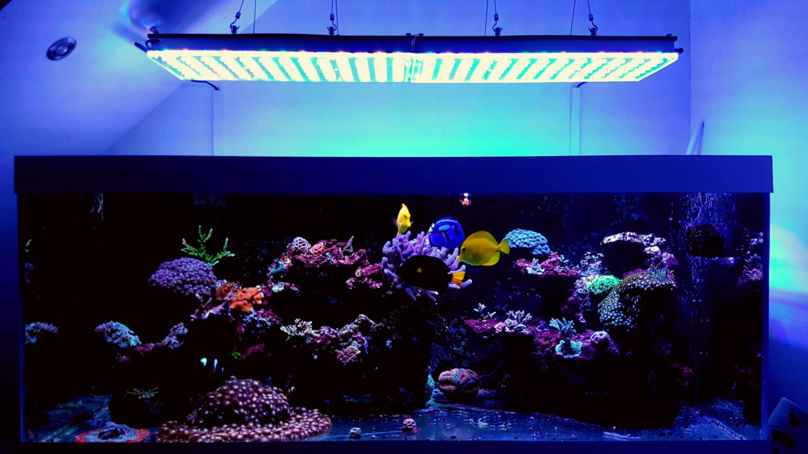 top akvarium koraller led belysning