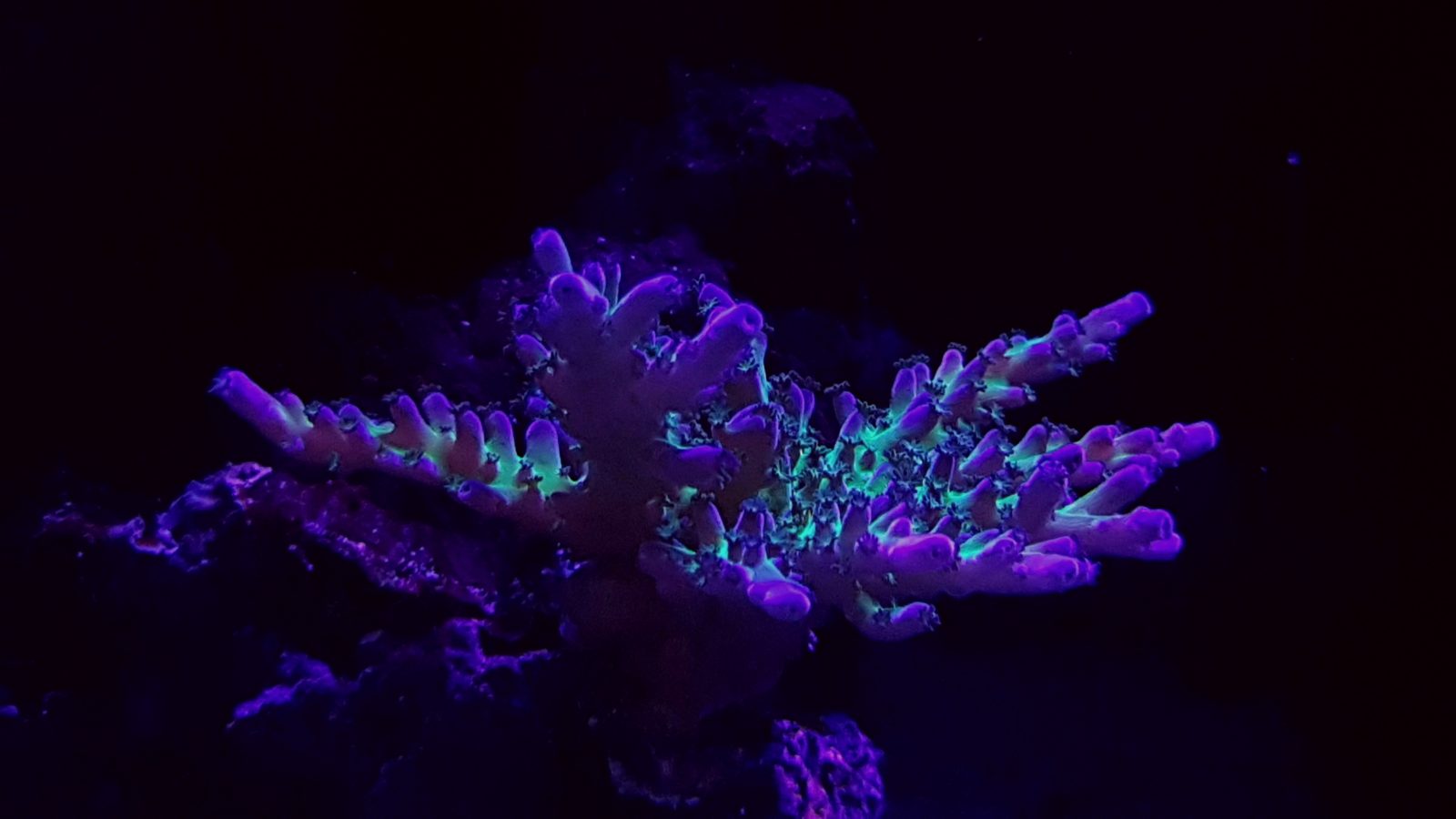 η καλύτερη καλλιέργεια κοραλλιών οδήγησε το φωτισμό 2020