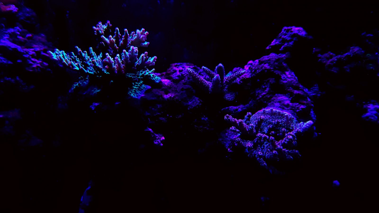 Salzwasser Riff Tank Korallen