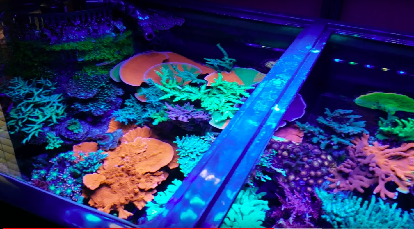 réservoir de récif d'eau salée de coraux colorés