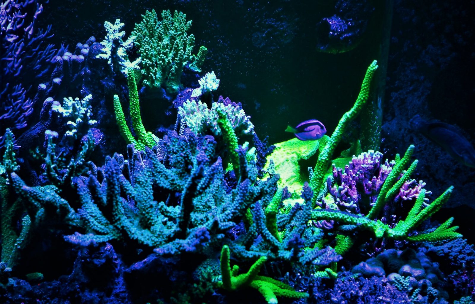 led lighting for colorful reef corals 