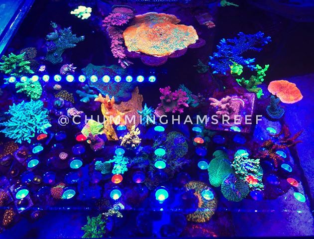 OR2 bester Aquarium-LED-Streifen