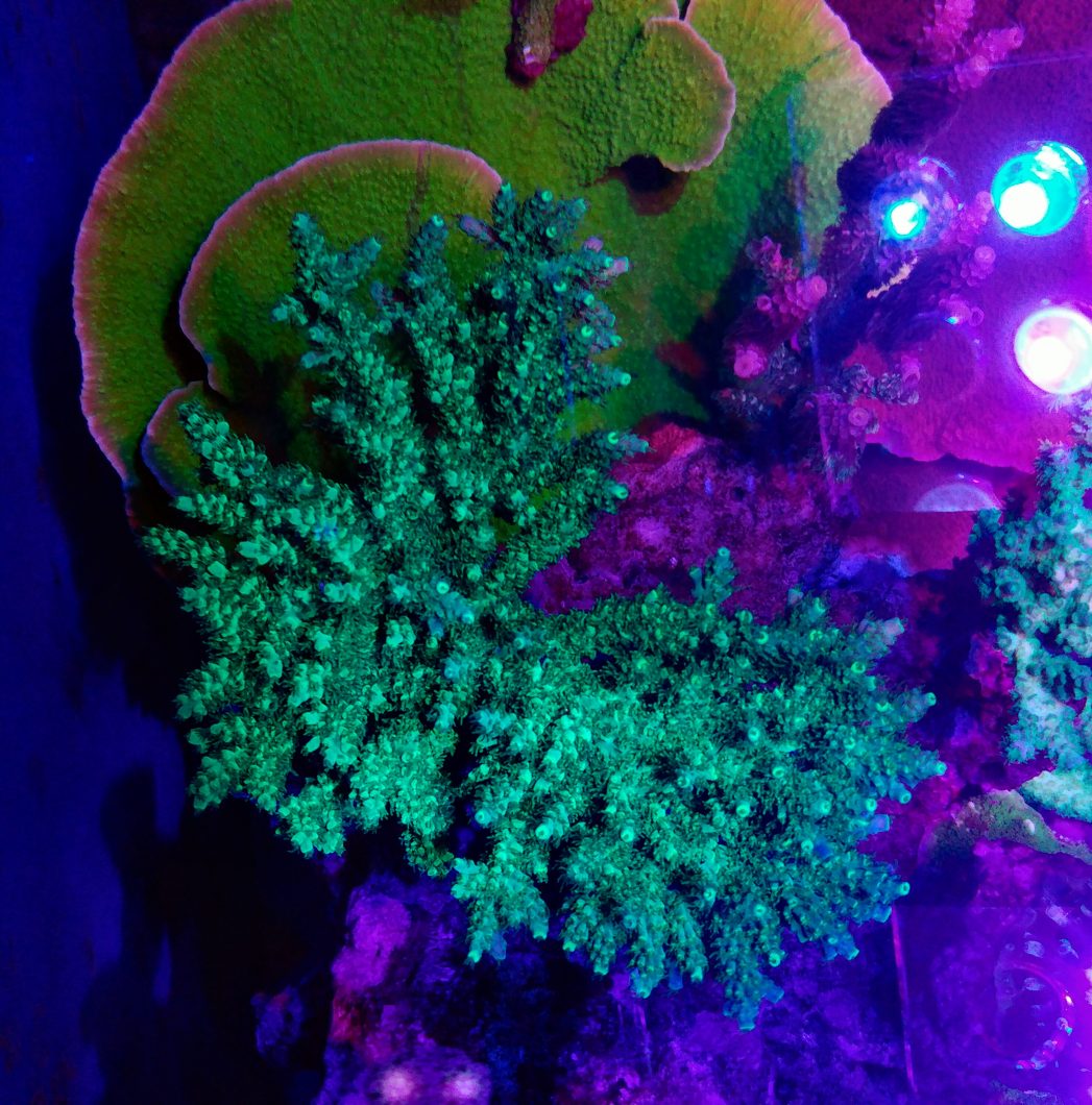pencahayaan LED akuarium terumbu karang 2020