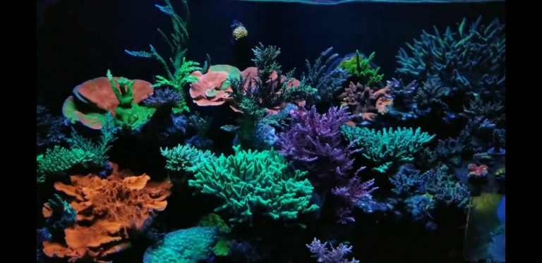 best aquarium LED lights