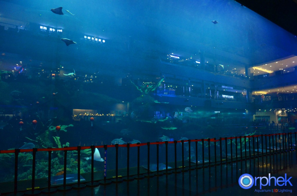 biggest reef tank in the world