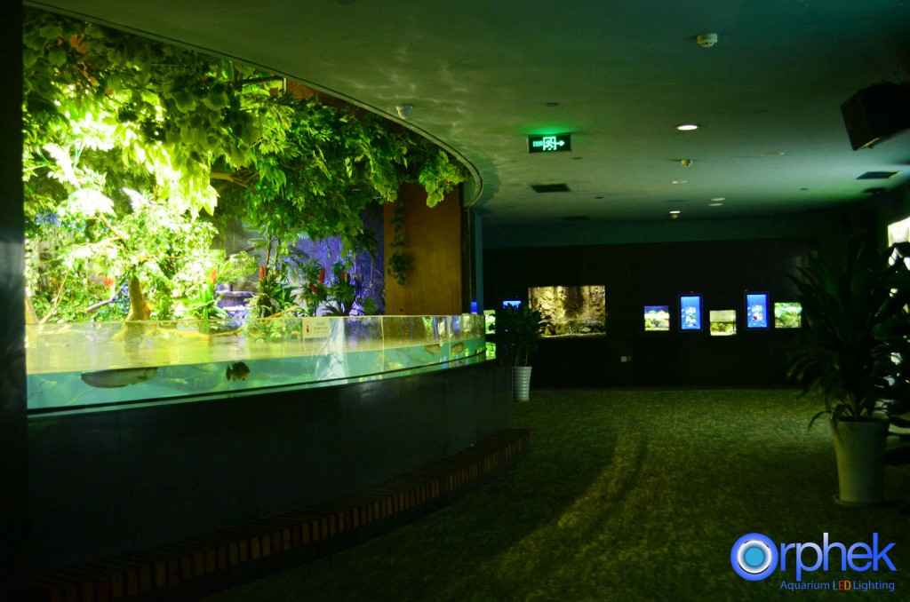offentlig akvarium ferskvand tank belysning