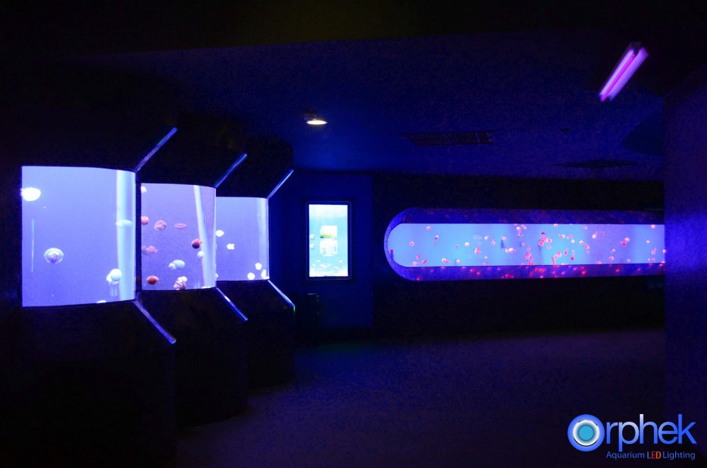 orphek acuario led luces medusas tanques