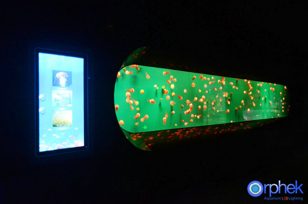 tanques de medusas luces led