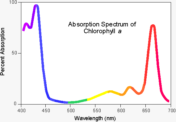 absorpsjonsspekter av klorofyll a