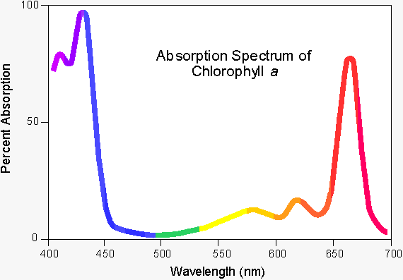 widmo absorpcji chlorofilu a