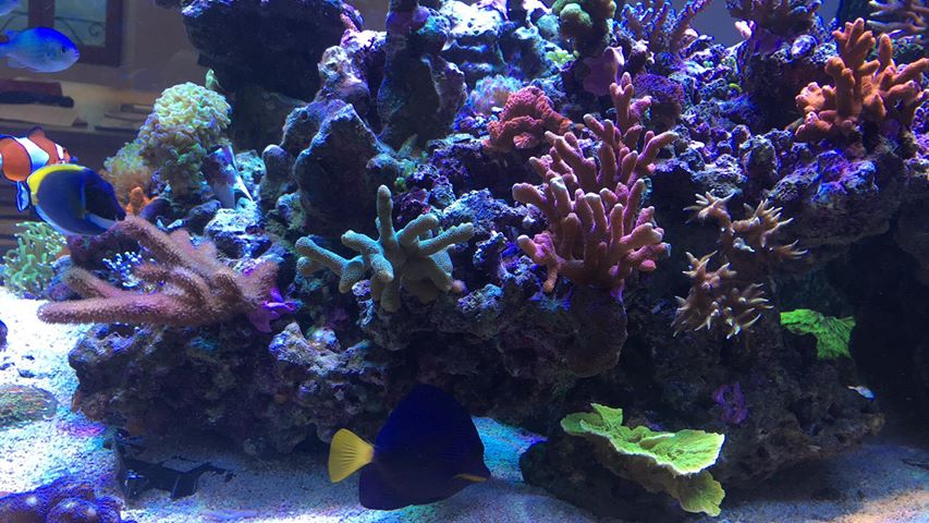 2020 top reef tank belysning