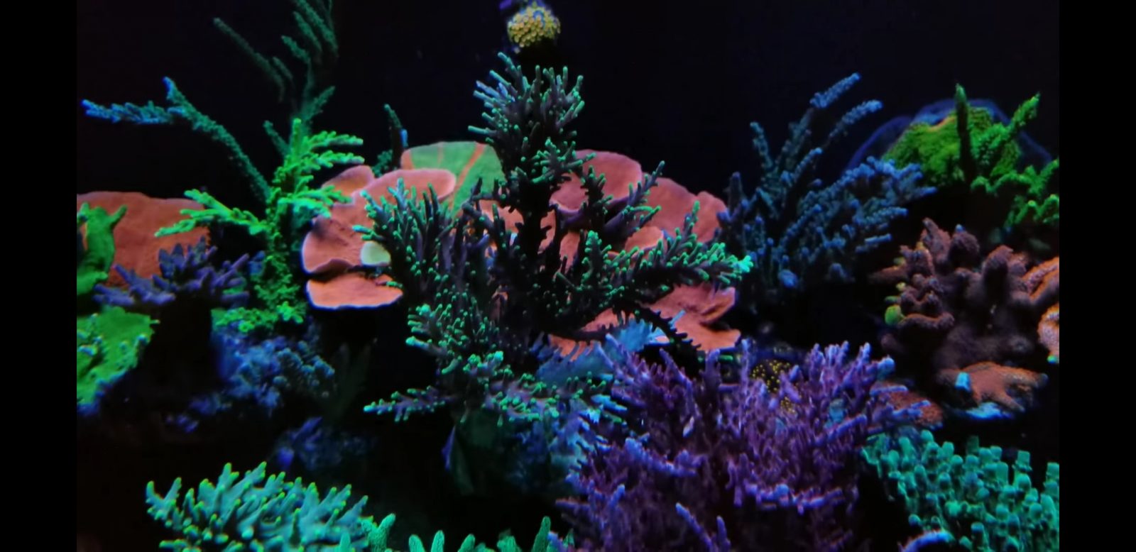 aquarium lighting for colorful corals