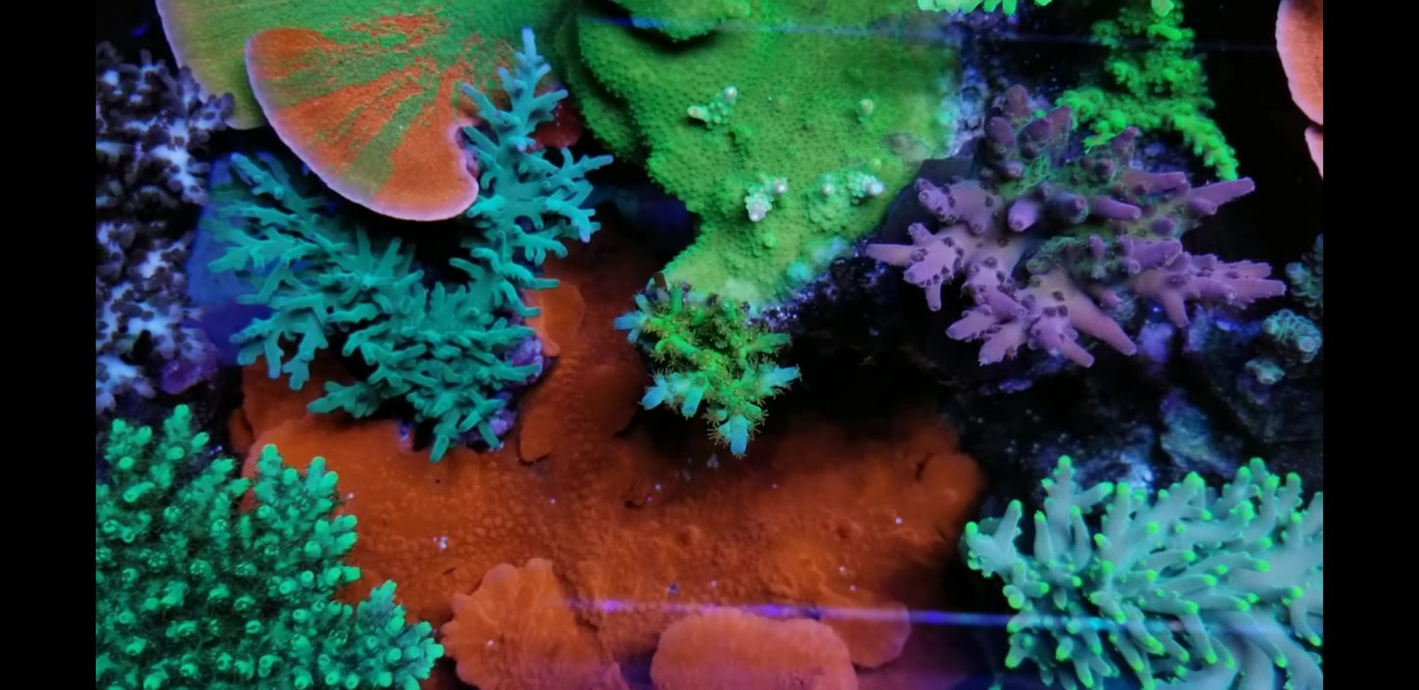 best coral tank LED lighting