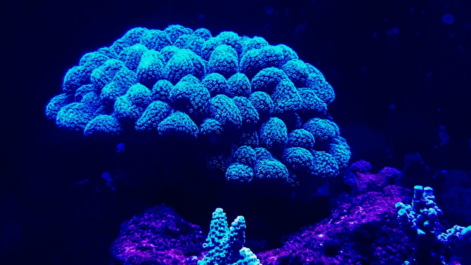 Iluminación superior de corales de arrecife 2020