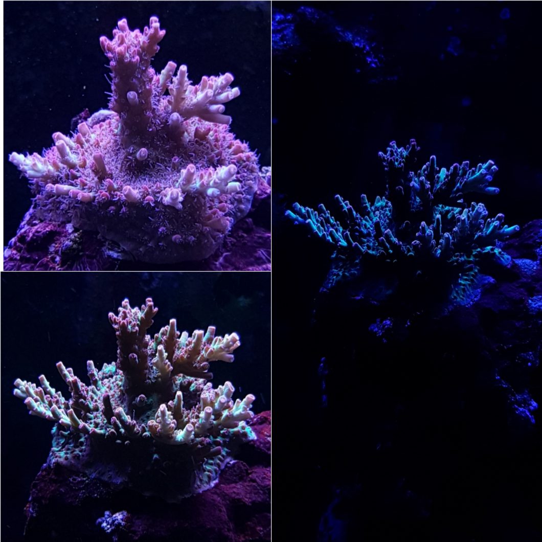 najlepsze koralowe oświetlenie LED 2020