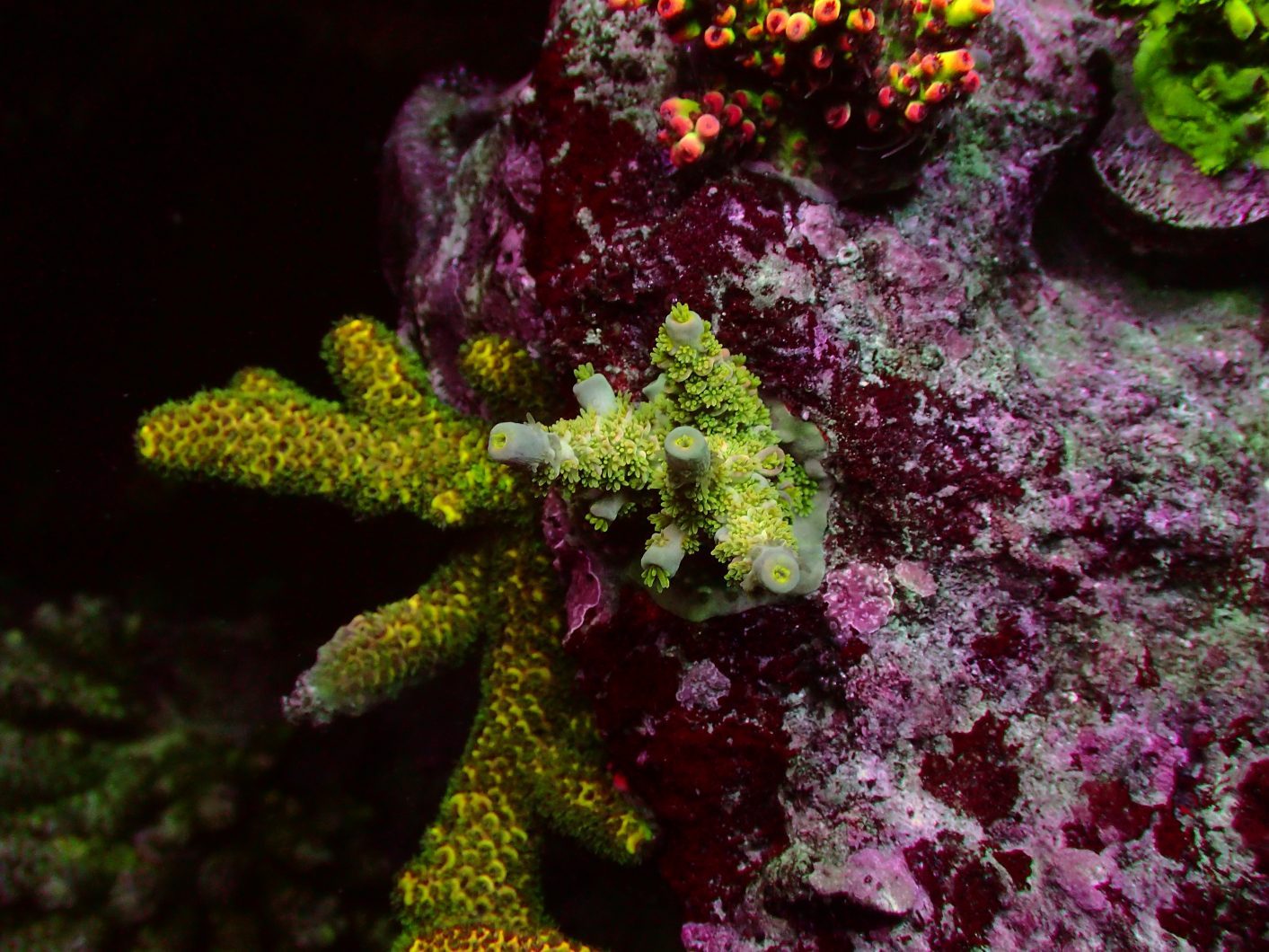 Korallen wachsen am besten LED-Beleuchtung