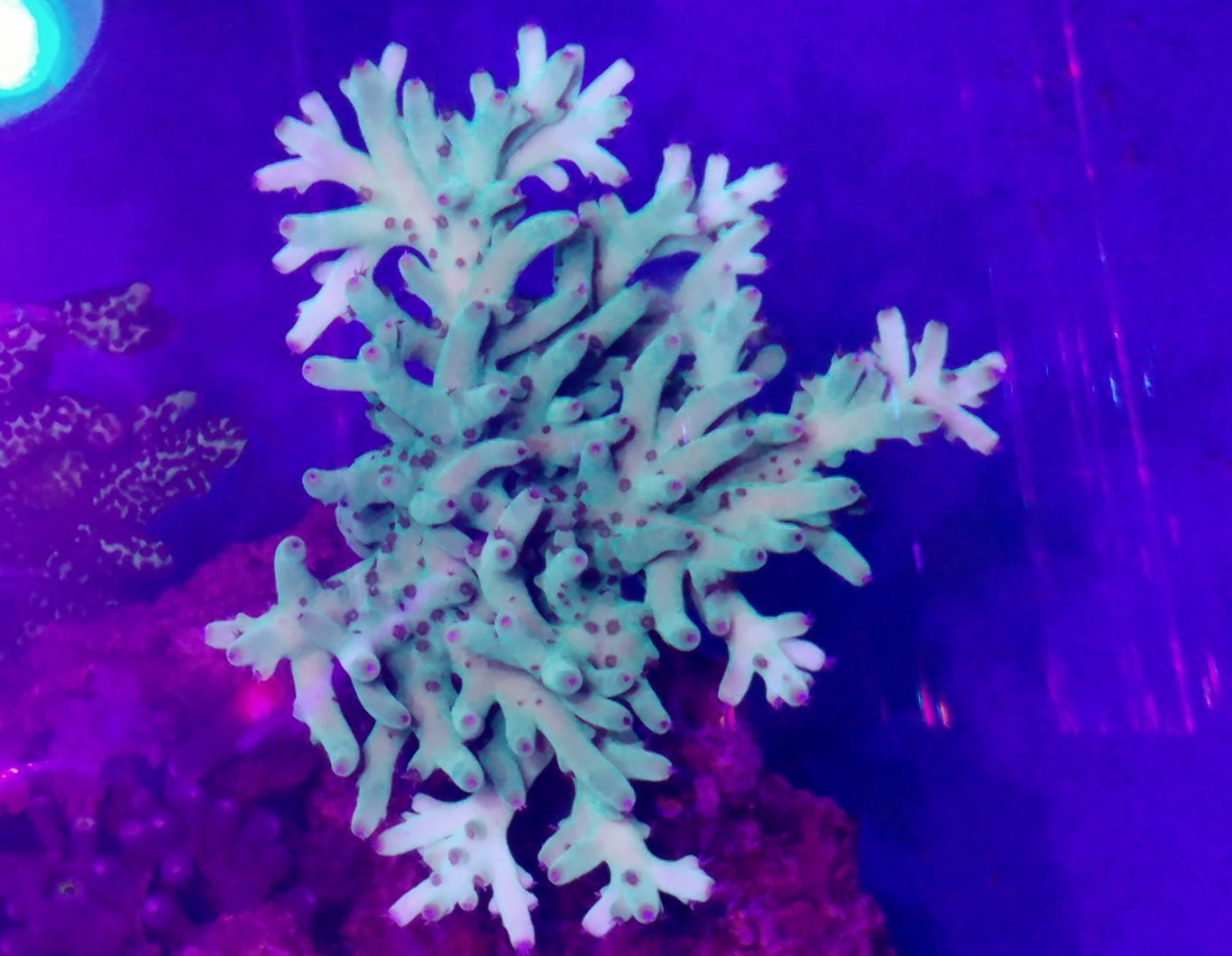 warna karang sps yang cantik