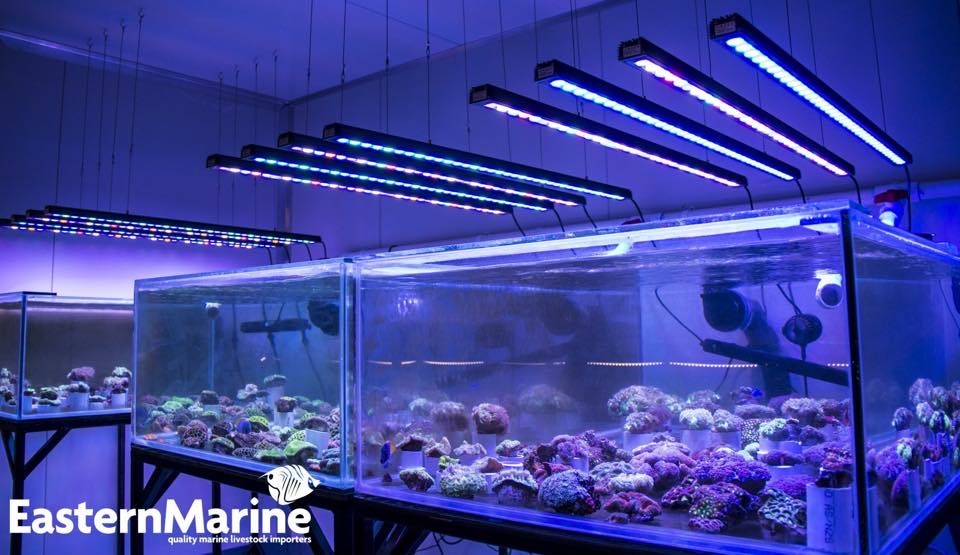 Beste Coral Pop LED-Bar 2020