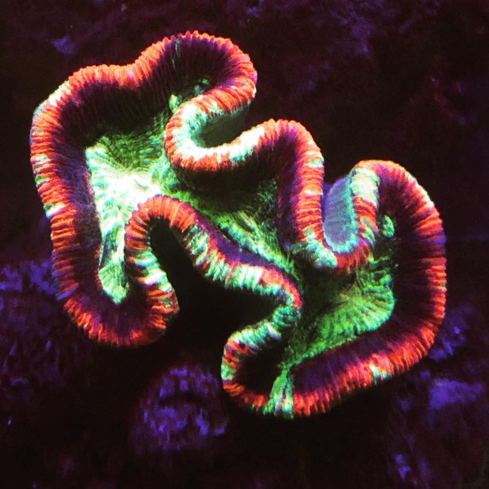 colorful coral by OR led bar
