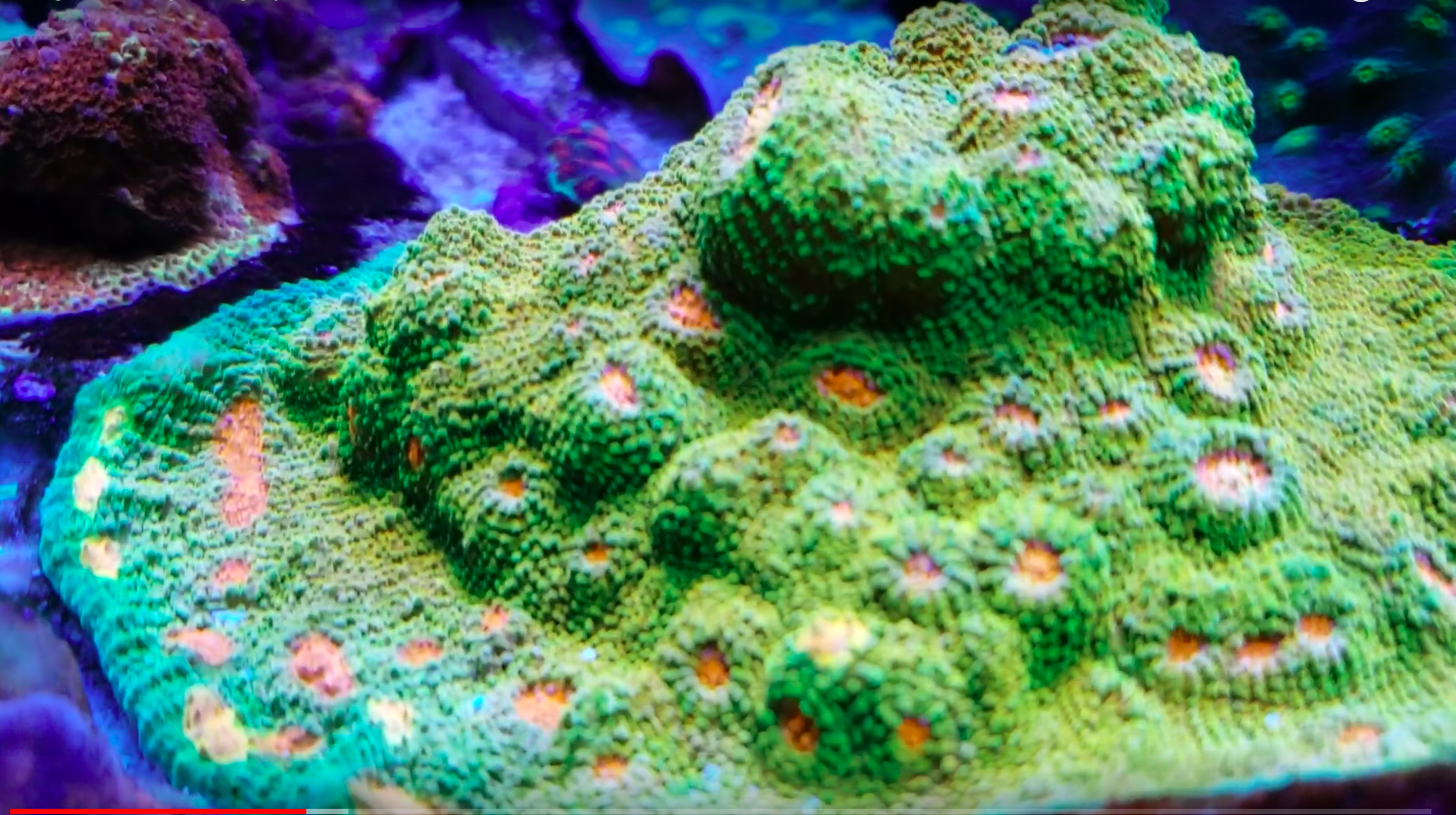 coral after atlantik v4