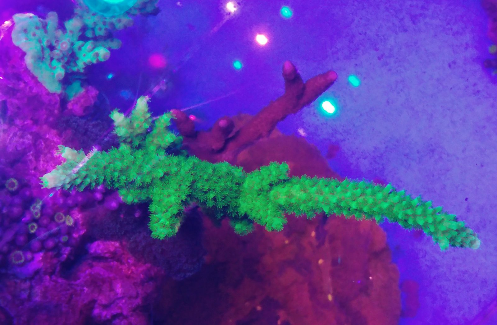 2020 melhor iluminação do tanque de coral