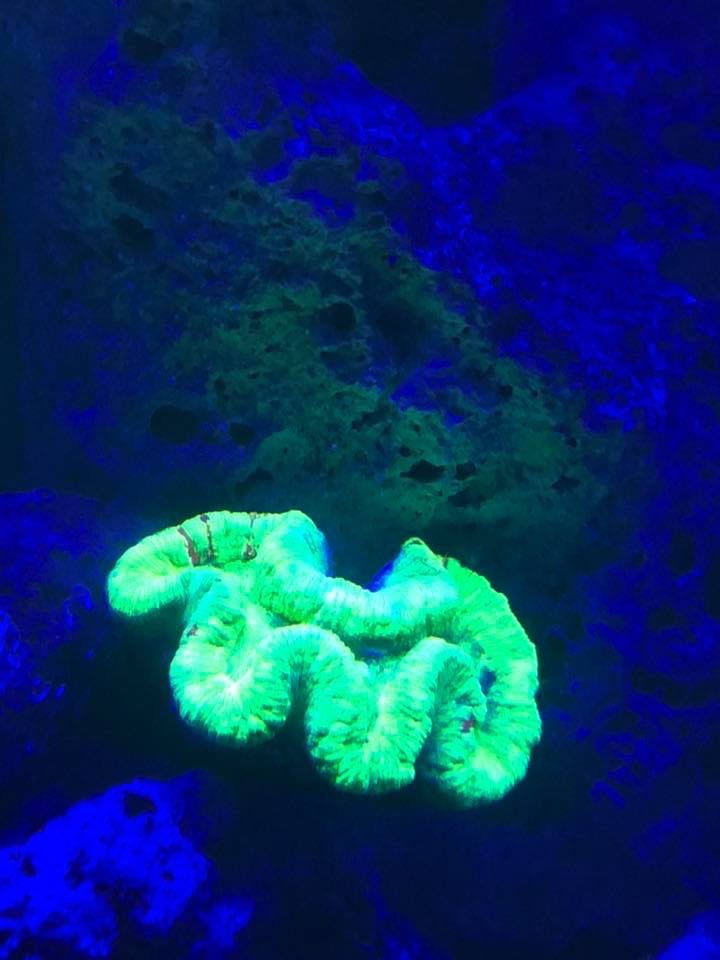 beau corail vert
