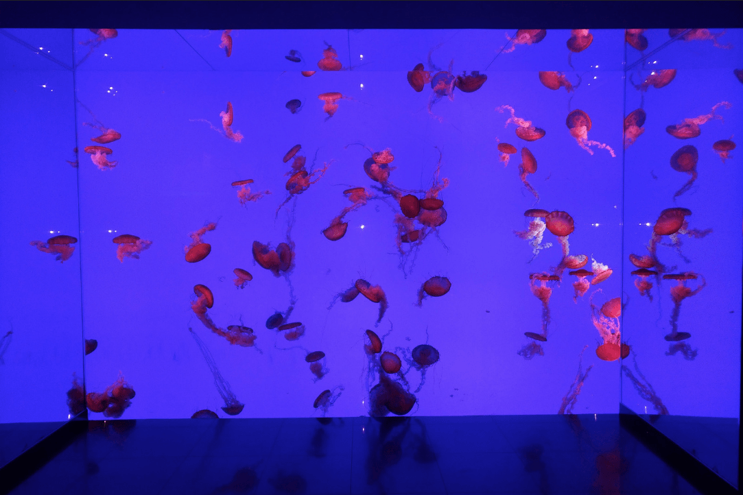 светодиодное освещение красивый общественный аквариум